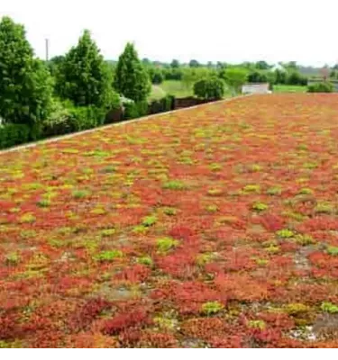 Icopal - extensive vegetation mat for flat roofs Icomat Green 317