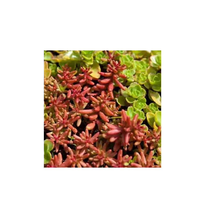 Icopal - extensive vegetation mat for flat roofs Icomat Green 317